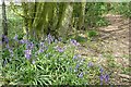 Bluebells on the footpath in SP11 0JB