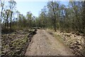 Track from Dumbrock Loch to the road in G63 9EW