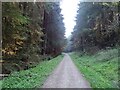 Forestry track, Given Dale in YO18 7PJ