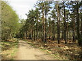 Track in the New Forest, near Ringwood in BH24 3LQ