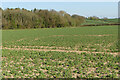 Farmland, Spetisbury in DT11 9DY