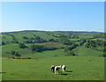 Countryside east of Cyffylliog in LL15 2DN