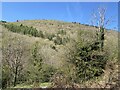 Wooded hillside in SA12 9YD