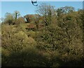 Trees, Harbourne River valley in TQ9 7EF