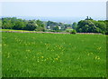 2008 : Wheatfield near Wadswick in SN13 9SY