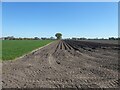 Potato field by path to Stone Pit Lane in WA3 7EA