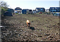 Pigs in a field at Presingoll Farm, St Agnes in TR5 0AX