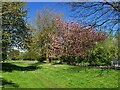 Cherry blossom on Eastern By-Pass in M11 1NP
