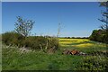 Oilseed rape by Old Ramsey Road in PE27 3DW