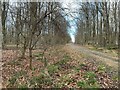 Principal forestry track in Itchen Wood in SO21 1PP