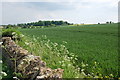 Cereals growing near Windrush in OX18 4TU