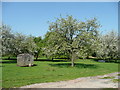 Cider orchard at Street Farm in HR6 9QA