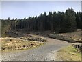 Forest, Gleann Seilisdeir in PA69 6ET