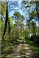 Path in Millfield Wood in YO41 5LA