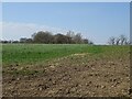 Crop field and woodland near Holmstead Farm in RH17 5JF