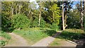 Multiple paths into the woods at Bemerton Folly in SP2 9HS