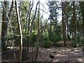 Woodland near Sherlocks in RH17 6QA