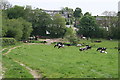 Cattle at Buckland Monachorum in PL20 7NL