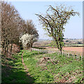 Bridleway west of Rudge on Shropshire in WV6 7EB