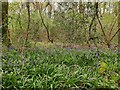 Bluebells in Crimbourne Wood in RH14 0HS