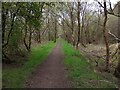Woodland path on route of old rail line in FK1 2DH