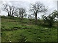 Lightly wooded slope, Walsgrove Hill in WR6 6JJ