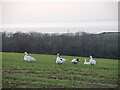 Quantocks geese in TA5 1ST