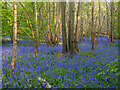 Carpet of Bluebells, Blake's Wood, Little Baddow in CM3 4SU
