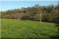 Trees in field by Blackey Lane in BA3 5BQ