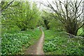 Wild garlic and bluebells along Dalton Lane in LS23 6LX