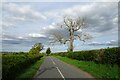 Dying tree along Hall Park Road in LS24 8BN