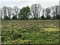 Wildflower meadow near Aldersley in SY13 2EB