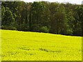 Oilseed crop near Great Bedwyn in SN8 3LN