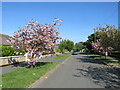 Cherry blossom in Barton-on-Sea, near New Milton in BH25 5PR