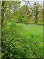 Bluebells in the Meadow in TR16 4JB