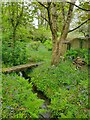 Bluebells beside a stream with a wooden bridge in TR16 4JB