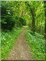 Wild garlic in bloom along a wooded path in TR16 4JB