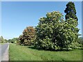 Horse chestnut trees in blossom, Mentmore Road in LU7 0SF