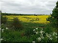 Field of rapeseed near to Gayton in NN7 3HN