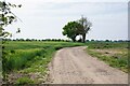 Ripening Barley by Wix Footpath 15 in CO11 2PD