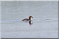 Great Crested Grebe in CO11 2XH