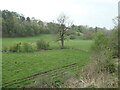 Tree on a field boundary in the Churnet valley in ST13 7DN