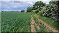 Field edge south of Albany Farm in PO17 5LW