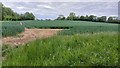 Field view from Castle Farm Lane in PO17 5BX