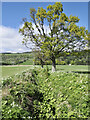 Lone tree beside channel in PH15 2YA