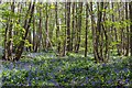 Bluebells in Glebe Wood, Woolverstone in IP9 1BF