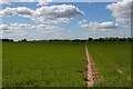 Footpath through Arable Land, Harkstead in IP9 1BL