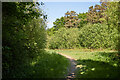 Bickenhall Wood from entrance gate in TA3 5RT