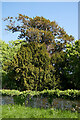 Ancient Yew in Bickenhall Old Churchyard in TA3 5RT