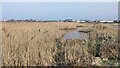 Reed beds and pools in Llyn Penrhyn in Llanfair-yn-Neubwll Community